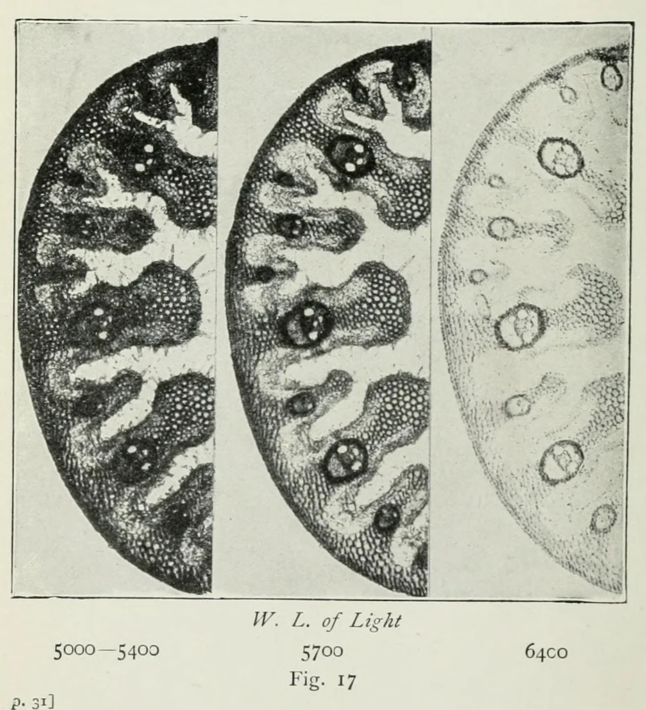 An illustration from The photography of coloured objects, 1909, leaf 48