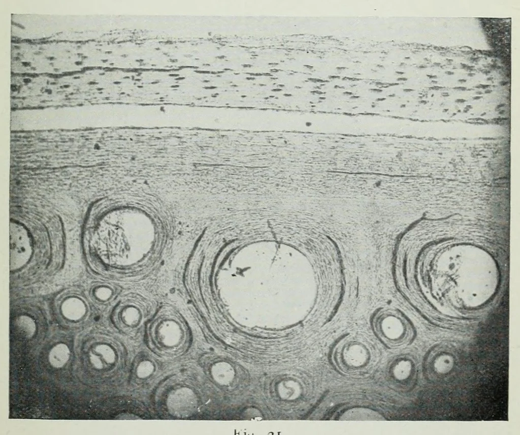 An illustration from The photography of coloured objects, 1909, leaf 51