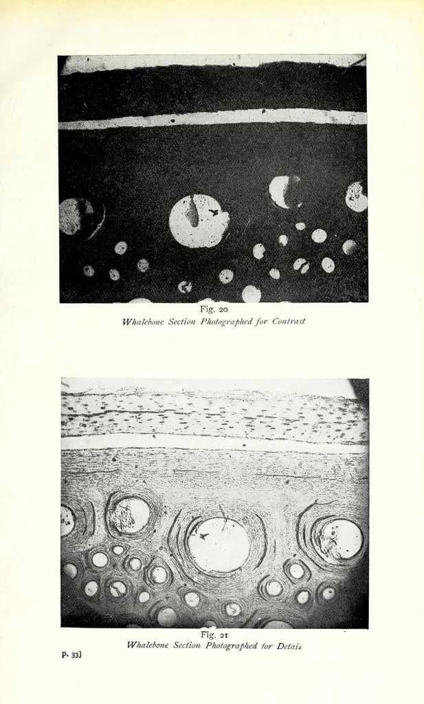 An illustration from The photography of coloured objects, 1909, leaf 55