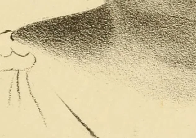 An illustration from Phrenology in connection with the study of physiognomy : to which is prefixed a biography of the author by Nahum Capen, 1836, leaf 386