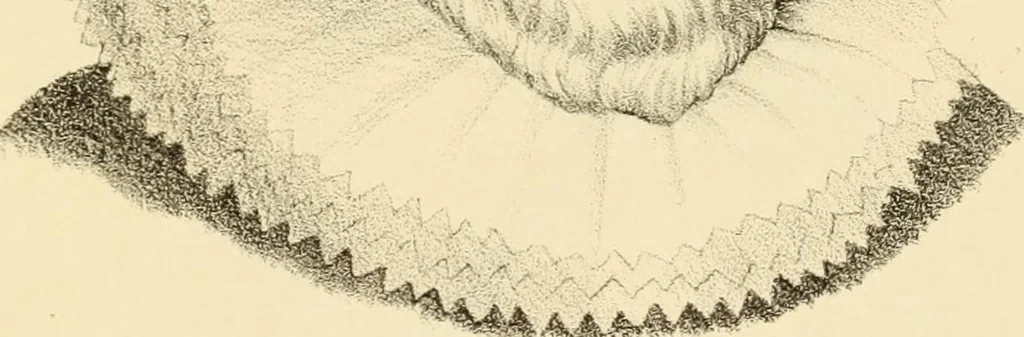 An illustration from Phrenology in connection with the study of physiognomy : to which is prefixed a biography of the author by Nahum Capen, 1836, leaf 388