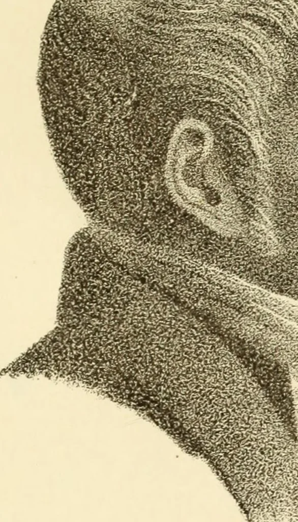 An illustration from Phrenology in connection with the study of physiognomy : to which is prefixed a biography of the author by Nahum Capen, 1836, leaf 394