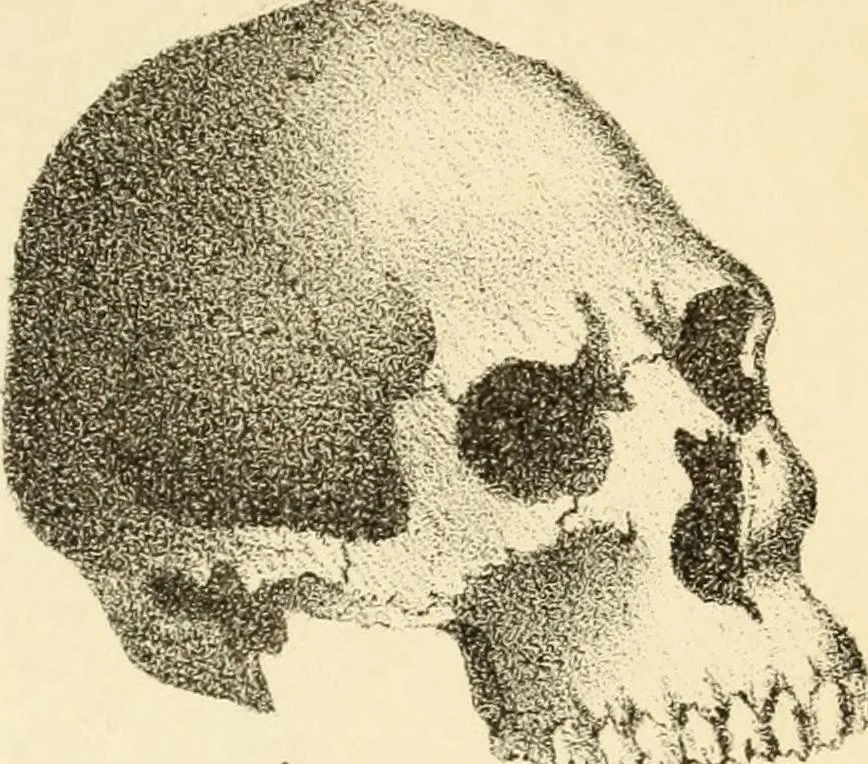 An illustration from Phrenology in connection with the study of physiognomy : to which is prefixed a biography of the author by Nahum Capen, 1836, leaf 398