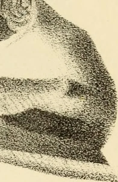 An illustration from Phrenology in connection with the study of physiognomy : to which is prefixed a biography of the author by Nahum Capen, 1836, leaf 406