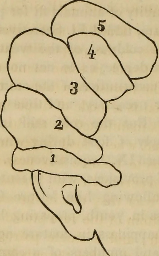 An illustration from Phreno-geology: the progressive creation of man, indicated by natural history, and confirmed by discoveries which connect the organization and functions of the brain with the successive geological periods, 1851, leaf 109