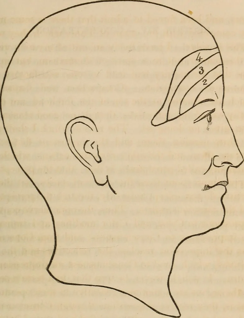 An illustration from Phreno-geology: the progressive creation of man, indicated by natural history, and confirmed by discoveries which connect the organization and functions of the brain with the successive geological periods, 1851, leaf 130