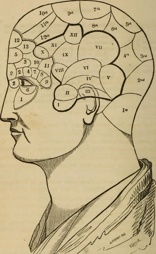 An illustration from Phreno-geology: the progressive creation of man, indicated by natural history, and confirmed by discoveries which connect the organization and functions of the brain with the successive geological periods, 1851, leaf 19