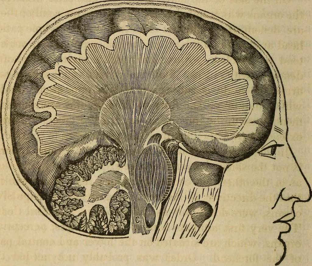An illustration from Phreno-geology: the progressive creation of man, indicated by natural history, and confirmed by discoveries which connect the organization and functions of the brain with the successive geological periods, 1851, leaf 73