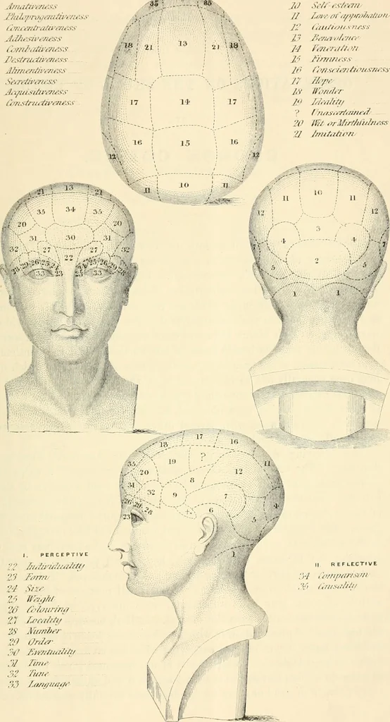 An illustration from Phrenological development of Robert Burns, from a cast of his skull moulded at Dumfries, the 31st day of March, 1834, 1859, leaf 8