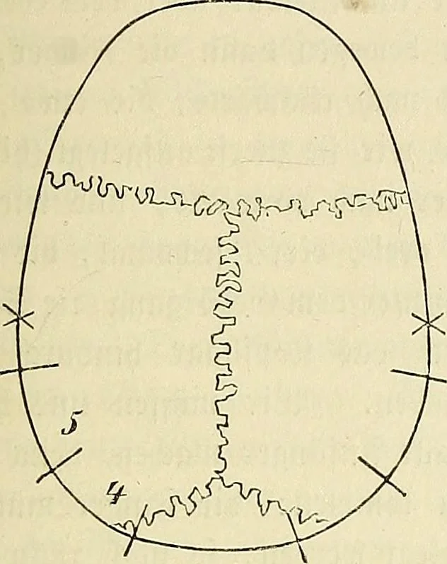 An illustration from Phrenologische Bilder : zur Naturlehre des menschlichen Geistes und deren Anwendung Wissenschaft und Leben, 1855, leaf 194