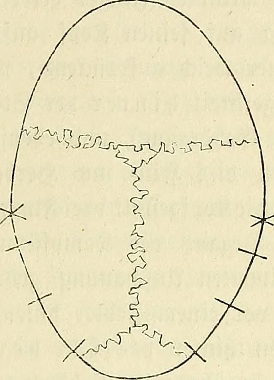 An illustration from Phrenologische Bilder : zur Naturlehre des menschlichen Geistes und deren Anwendung Wissenschaft und Leben, 1855, leaf 194