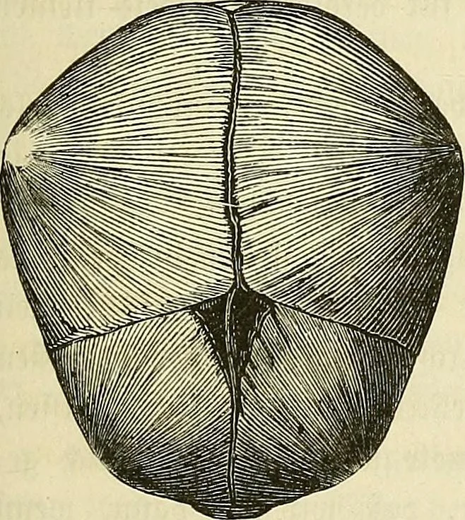 An illustration from Phrenologische Bilder : zur Naturlehre des menschlichen Geistes und deren Anwendung Wissenschaft und Leben, 1855, leaf 336