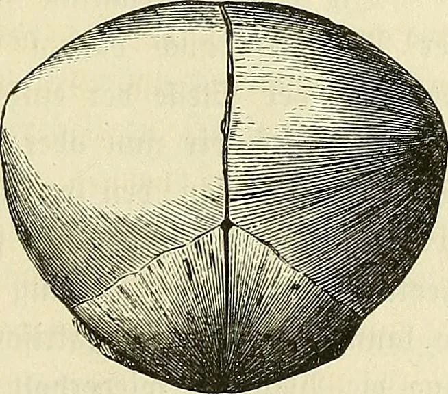 An illustration from Phrenologische Bilder : zur Naturlehre des menschlichen Geistes und deren Anwendung Wissenschaft und Leben, 1855, leaf 336
