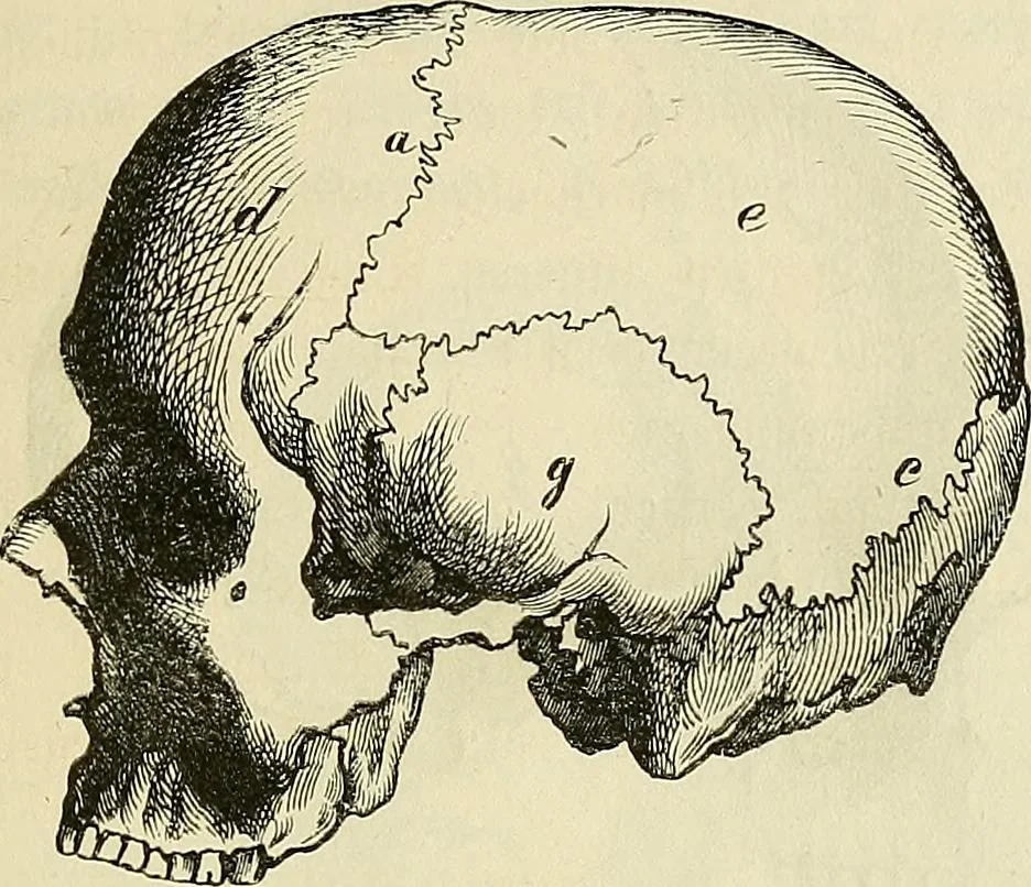 An illustration from Phrenologische Bilder : zur Naturlehre des menschlichen Geistes und deren Anwendung Wissenschaft und Leben, 1855, leaf 340