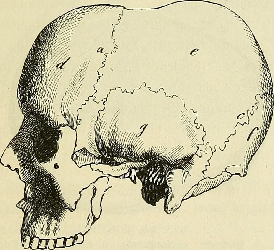 An illustration from Phrenologische Bilder : zur Naturlehre des menschlichen Geistes und deren Anwendung Wissenschaft und Leben, 1855, leaf 340