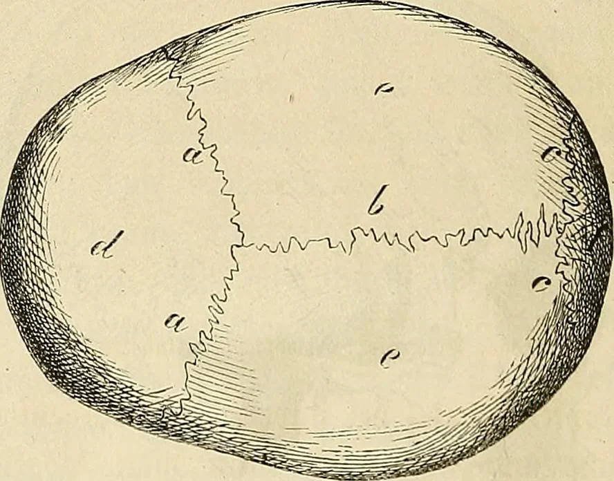 An illustration from Phrenologische Bilder : zur Naturlehre des menschlichen Geistes und deren Anwendung Wissenschaft und Leben, 1855, leaf 341