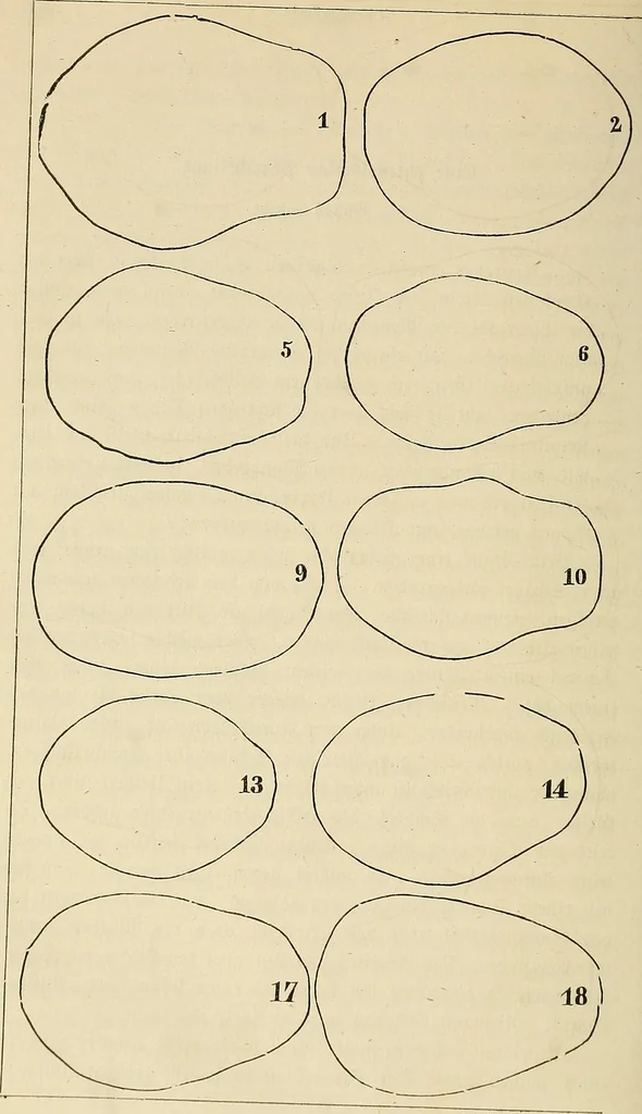 An illustration from Phrenologische Bilder : zur Naturlehre des menschlichen Geistes und deren Anwendung Wissenschaft und Leben, 1855, leaf 419