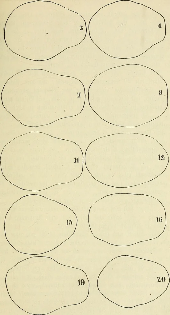 An illustration from Phrenologische Bilder : zur Naturlehre des menschlichen Geistes und deren Anwendung Wissenschaft und Leben, 1855, leaf 420