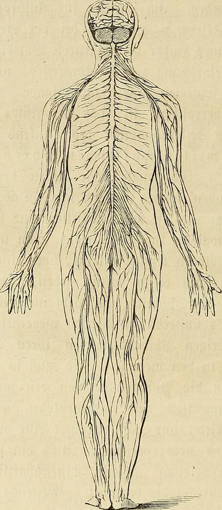 An illustration from Phrenologische Bilder : zur Naturlehre des menschlichen Geistes und deren Anwendung Wissenschaft und Leben, 1855, leaf 509