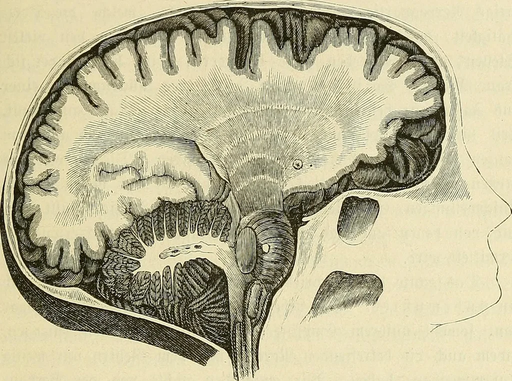 An illustration from Phrenologische Bilder : zur Naturlehre des menschlichen Geistes und deren Anwendung Wissenschaft und Leben, 1855, leaf 510