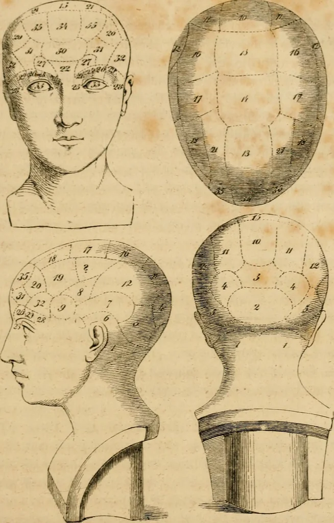 An illustration from Phrenologische Bilder : zur Naturlehre des menschlichen Geistes und deren Anwendung Wissenschaft und Leben, 1855, leaf 24