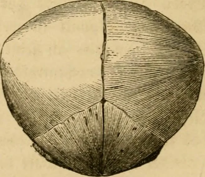 An illustration from Phrenologische Bilder : zur Naturlehre des menschlichen Geistes und deren Anwendung Wissenschaft und Leben, 1855, leaf 335
