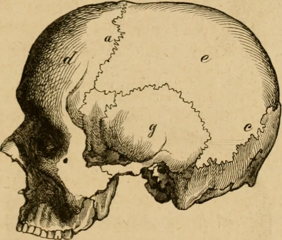 An illustration from Phrenologische Bilder : zur Naturlehre des menschlichen Geistes und deren Anwendung Wissenschaft und Leben, 1855, leaf 340