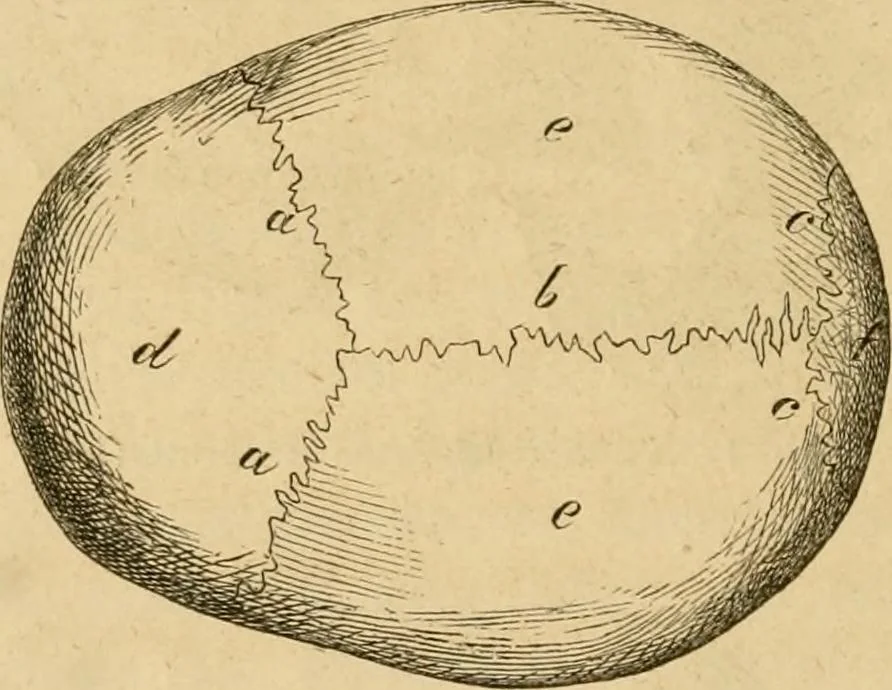An illustration from Phrenologische Bilder : zur Naturlehre des menschlichen Geistes und deren Anwendung Wissenschaft und Leben, 1855, leaf 341