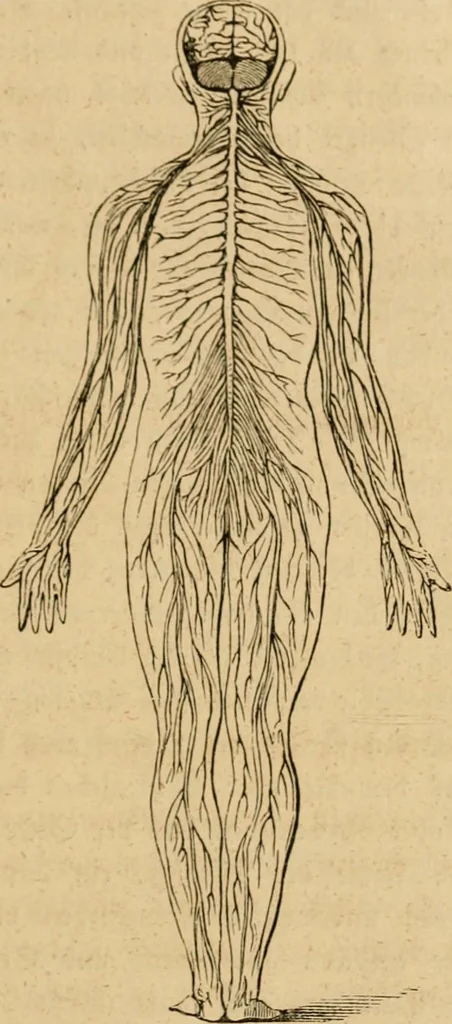 An illustration from Phrenologische Bilder : zur Naturlehre des menschlichen Geistes und deren Anwendung Wissenschaft und Leben, 1855, leaf 54