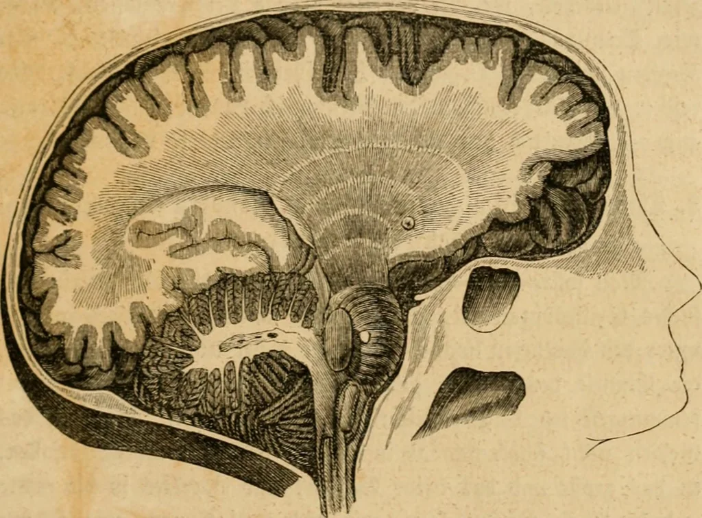 An illustration from Phrenologische Bilder : zur Naturlehre des menschlichen Geistes und deren Anwendung Wissenschaft und Leben, 1855, leaf 58