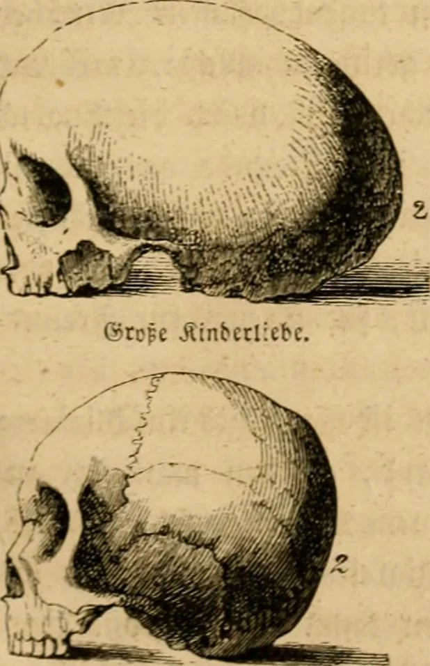 An illustration from Phrenologische Bilder : zur Naturlehre des menschlichen Geistes und deren Anwendung Wissenschaft und Leben, 1855, leaf 74