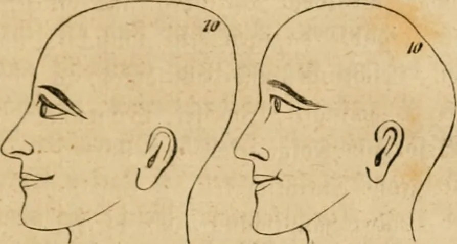 An illustration from Phrenologische Bilder : zur Naturlehre des menschlichen Geistes und deren Anwendung Wissenschaft und Leben, 1855, leaf 84