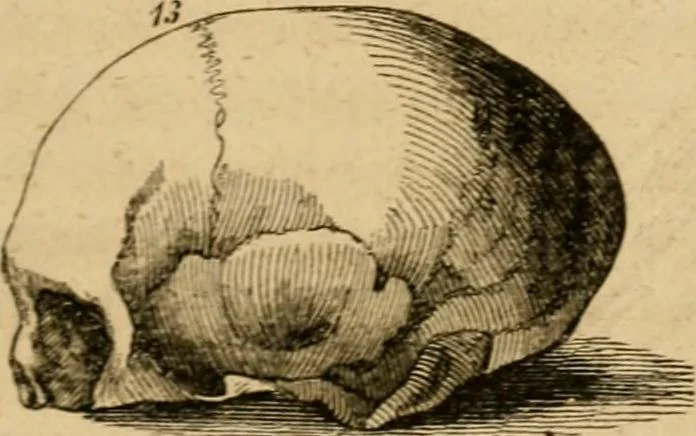 An illustration from Phrenologische Bilder : zur Naturlehre des menschlichen Geistes und deren Anwendung Wissenschaft und Leben, 1855, leaf 86