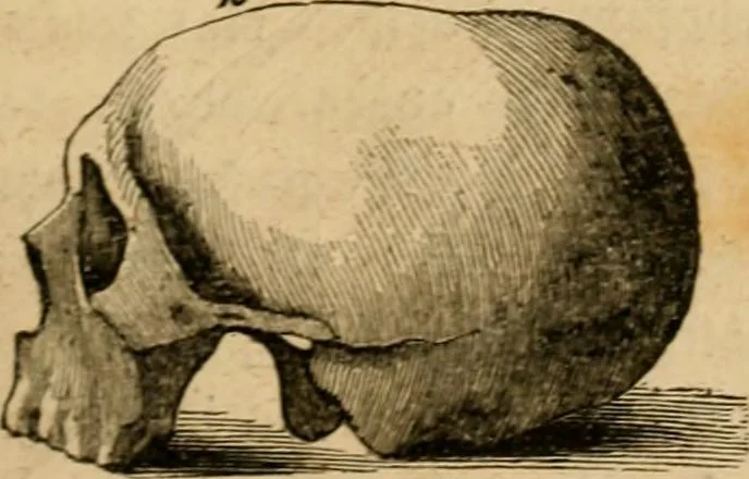An illustration from Phrenologische Bilder : zur Naturlehre des menschlichen Geistes und deren Anwendung Wissenschaft und Leben, 1855, leaf 86