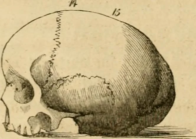 An illustration from Phrenologische Bilder : zur Naturlehre des menschlichen Geistes und deren Anwendung Wissenschaft und Leben, 1855, leaf 87