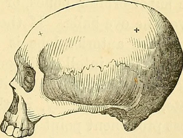 An illustration from Phrenology applied to painting and sculpture, 1855, leaf 64