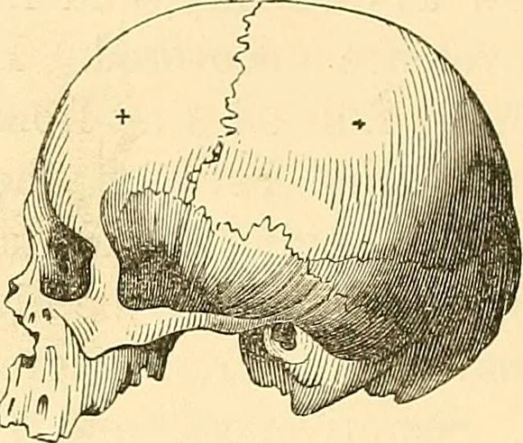 An illustration from Phrenology applied to painting and sculpture, 1855, leaf 65