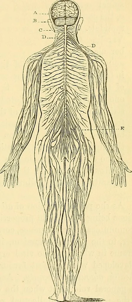 An illustration from Phrenology applied to painting and sculpture, 1855, leaf 78