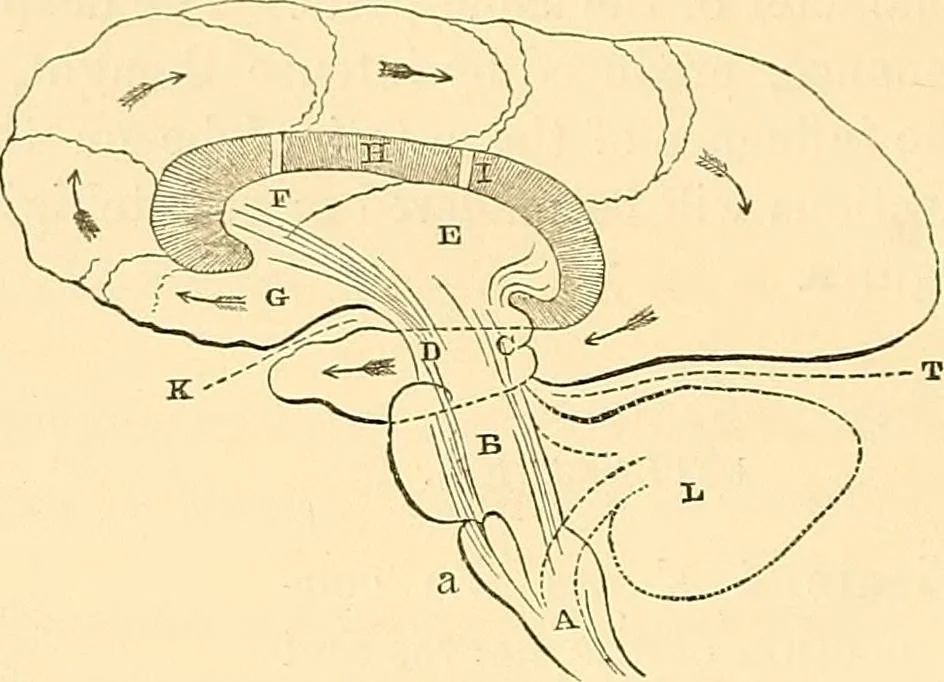 An illustration from Phrenology applied to painting and sculpture, 1855, leaf 79