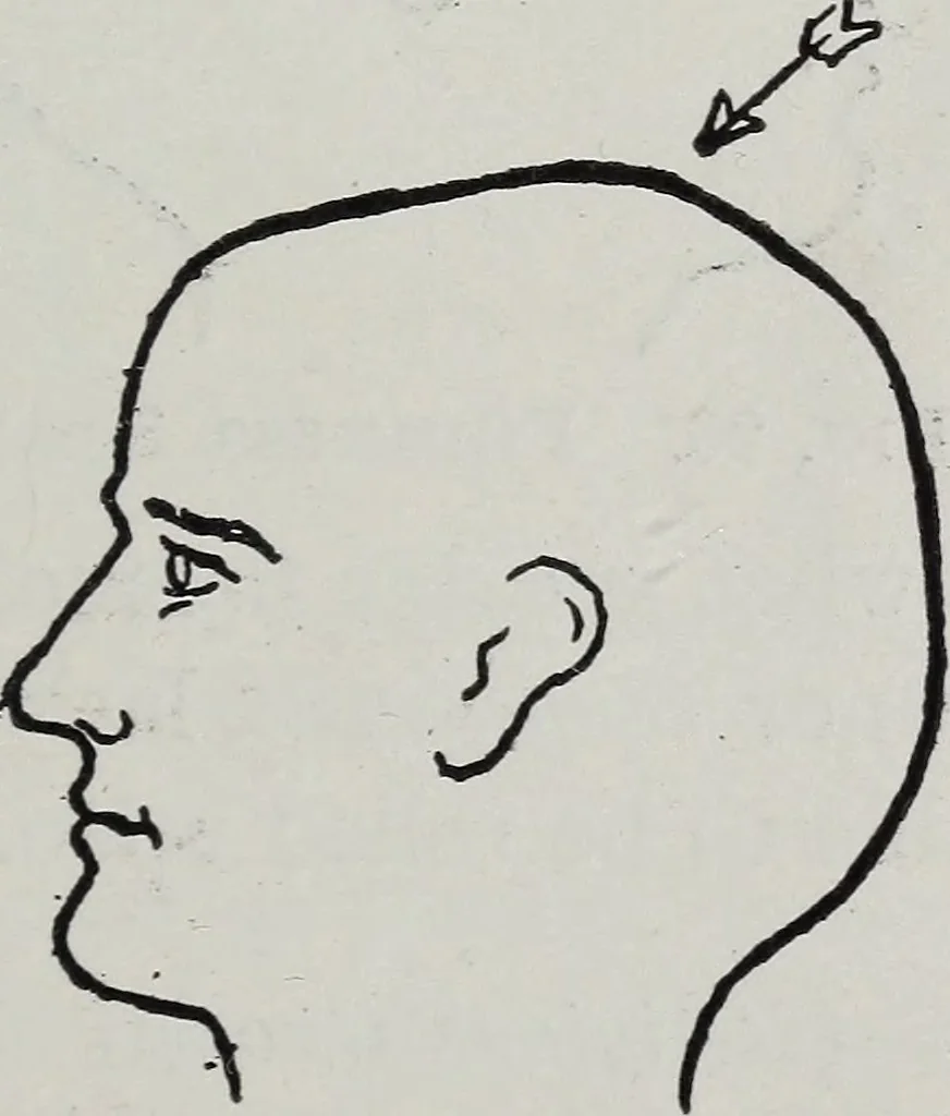 An illustration from Phrenology; how to tell your own and your friend's character from the shape of the head, 1910, leaf 112