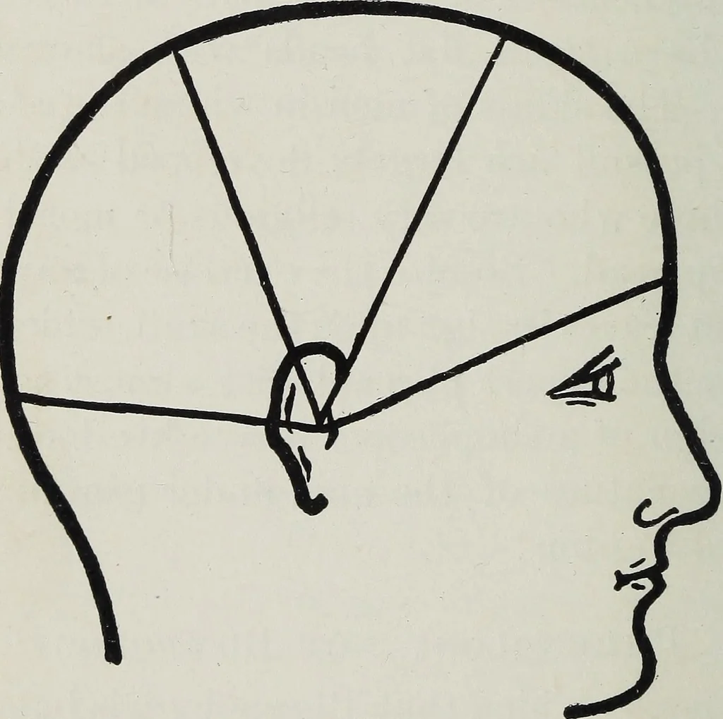 An illustration from Phrenology; how to tell your own and your friend's character from the shape of the head, 1910, leaf 39