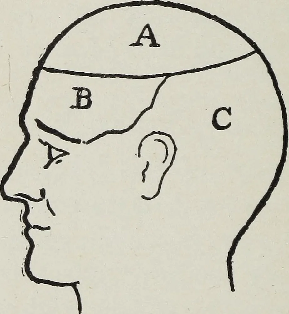 An illustration from Phrenology; how to tell your own and your friend's character from the shape of the head, 1910, leaf 57
