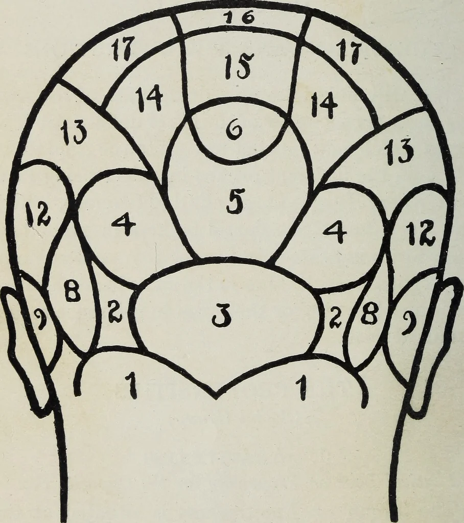 An illustration from Phrenology; how to tell your own and your friend's character from the shape of the head, 1910, leaf 87