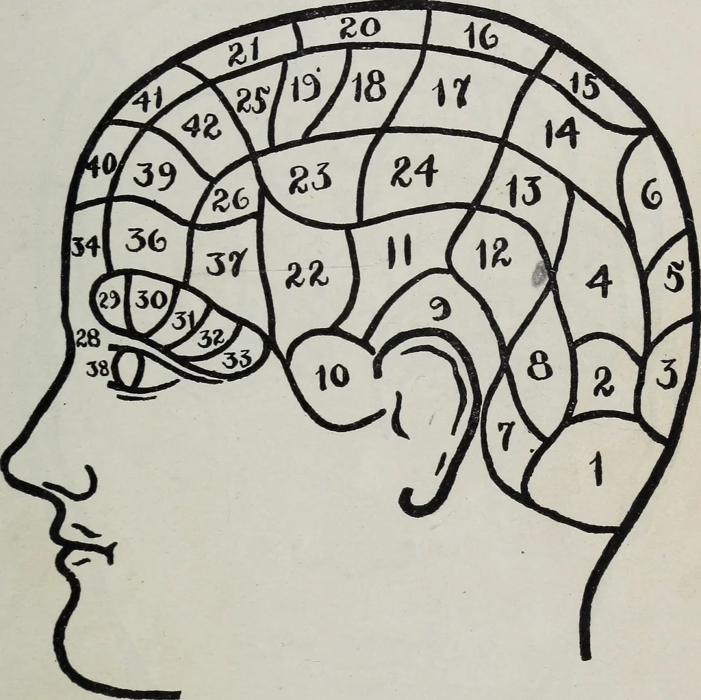 An illustration from Phrenology; how to tell your own and your friend's character from the shape of the head, 1910, leaf 88