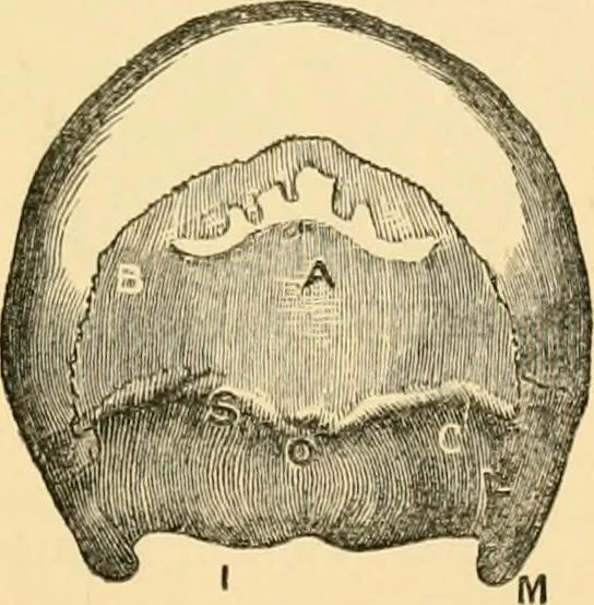 An illustration from Phrenology, and how to use it in analyzing character, 1871, leaf 130