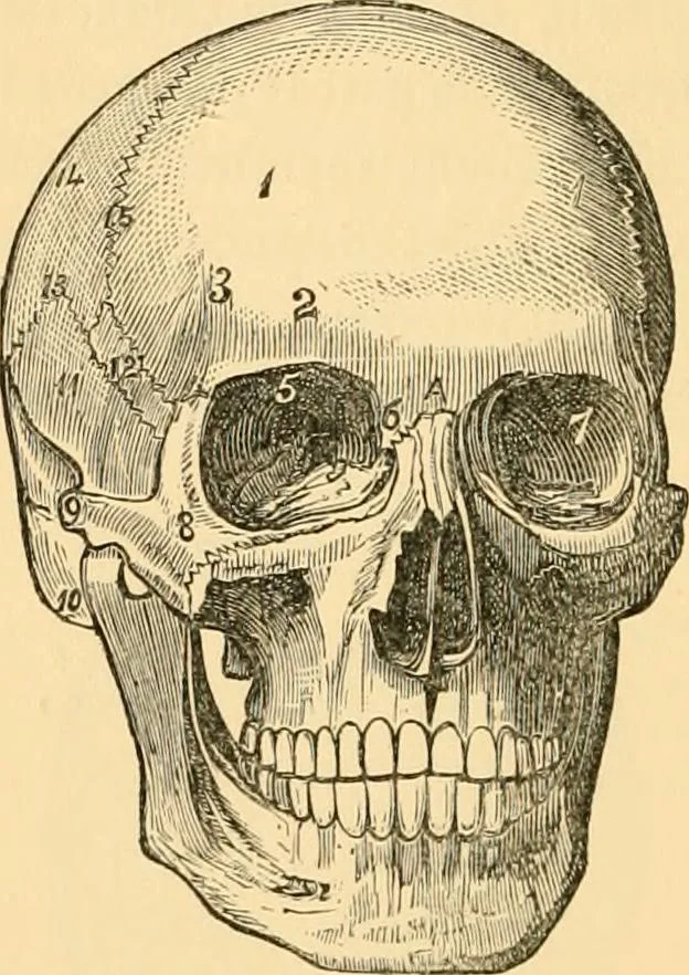 An illustration from Phrenology, and how to use it in analyzing character, 1871, leaf 131