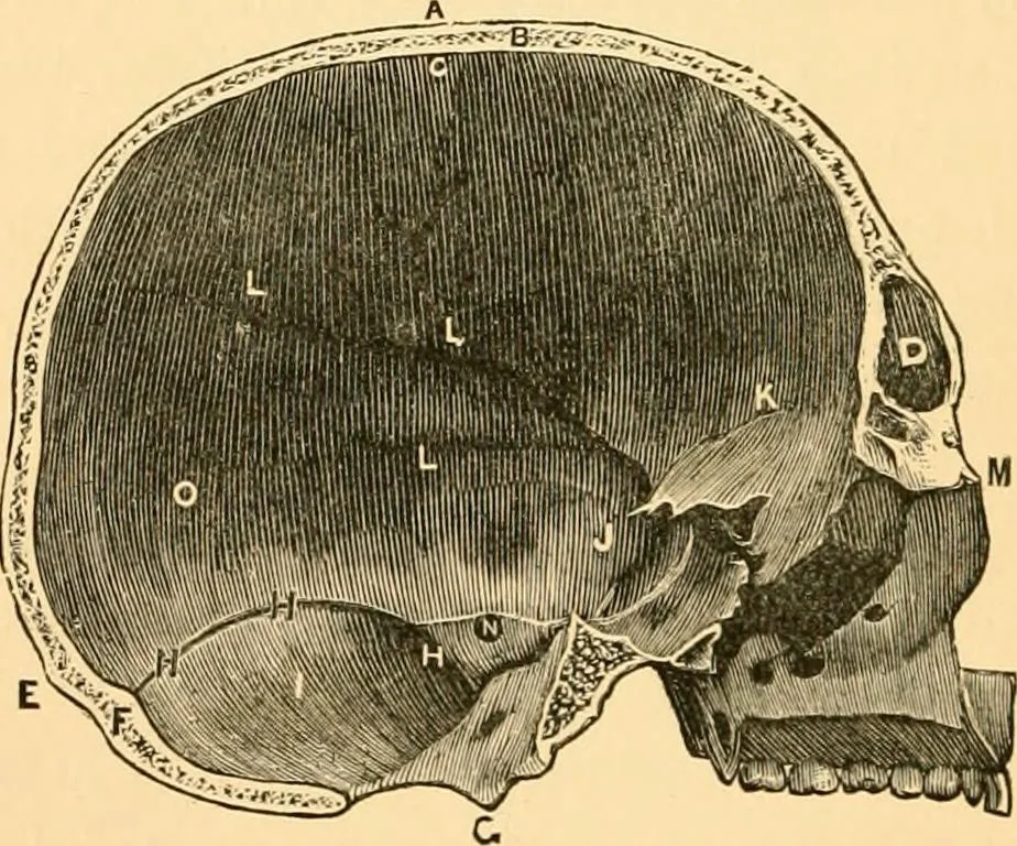 An illustration from Phrenology, and how to use it in analyzing character, 1871, leaf 133
