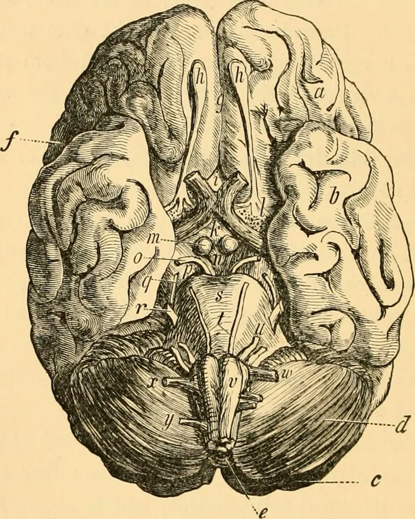 An illustration from Phrenology, and how to use it in analyzing character, 1871, leaf 149