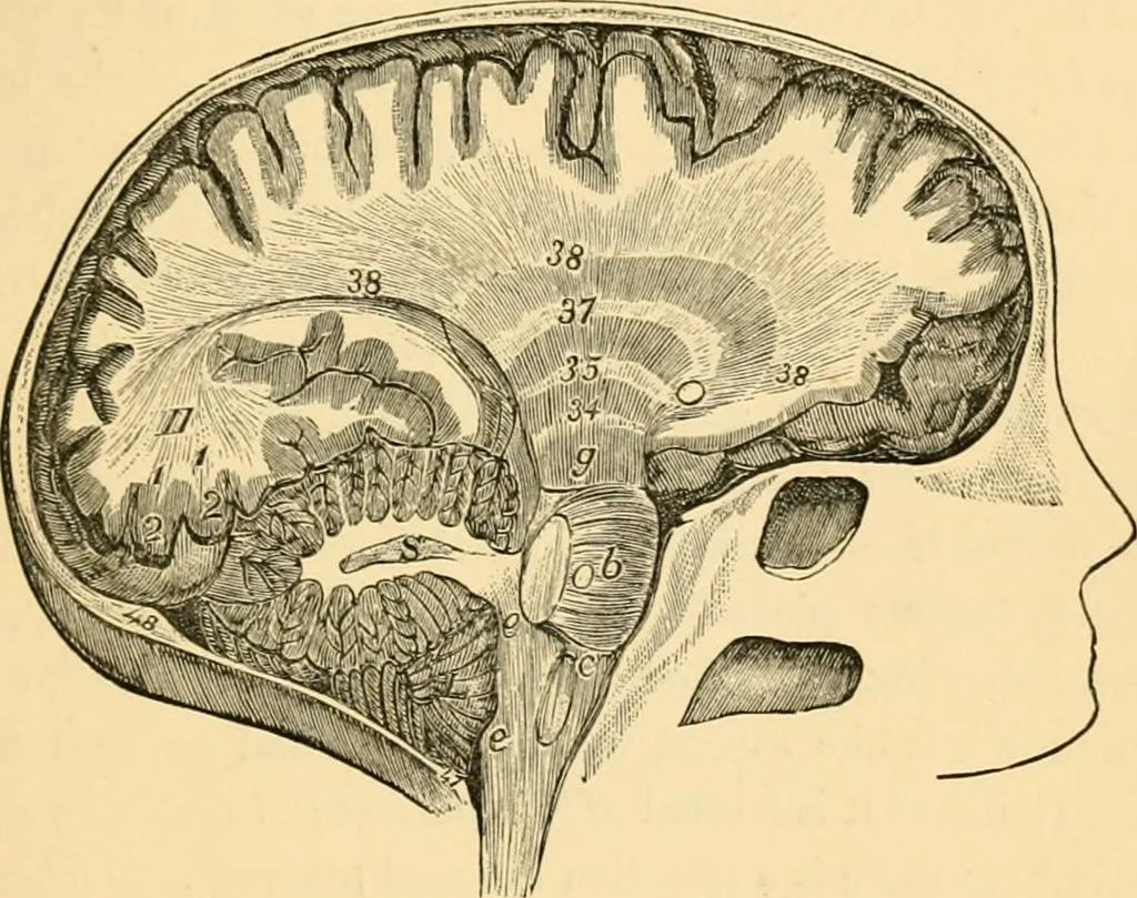 An illustration from Phrenology, and how to use it in analyzing character, 1871, leaf 150