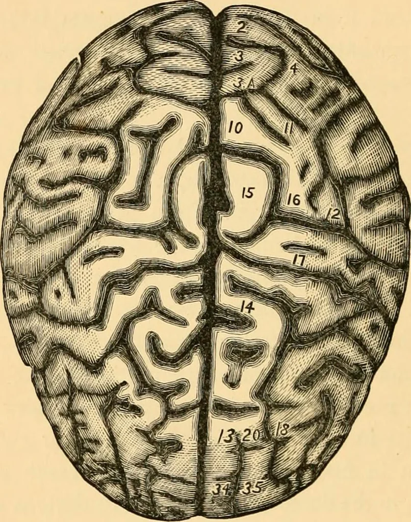An illustration from Phrenology, and how to use it in analyzing character, 1871, leaf 153